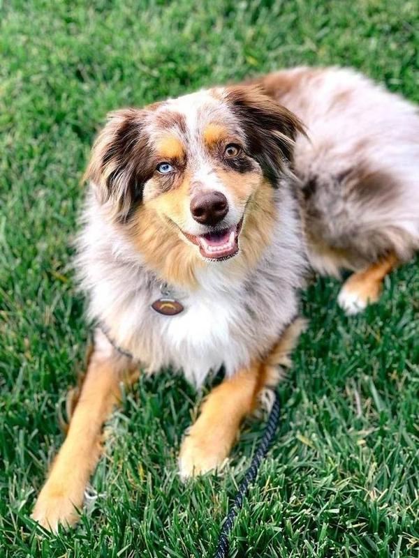 A Bella Paws Co. client pet in Orange County