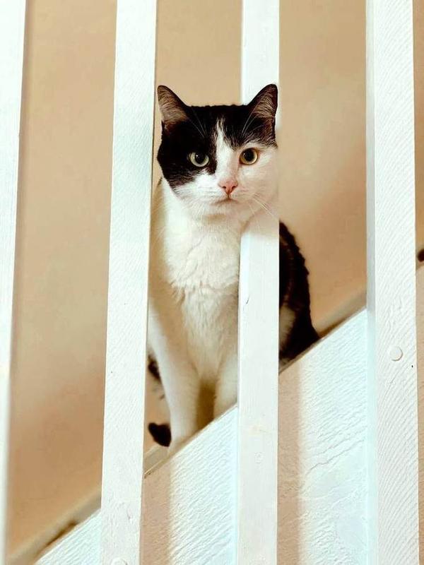 A Bella Paws Co. client pet in Orange County