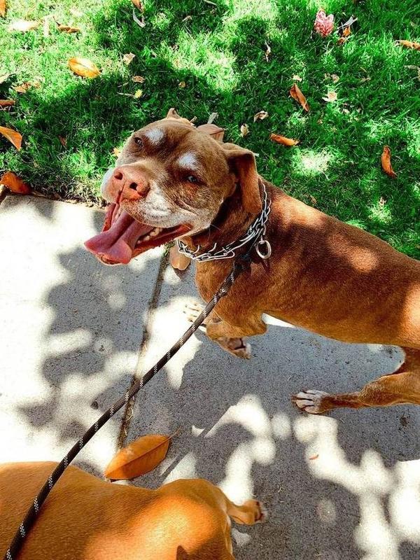 A Bella Paws Co. client pet in Orange County