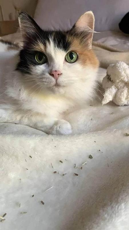 A Bella Paws Co. client pet in Orange County