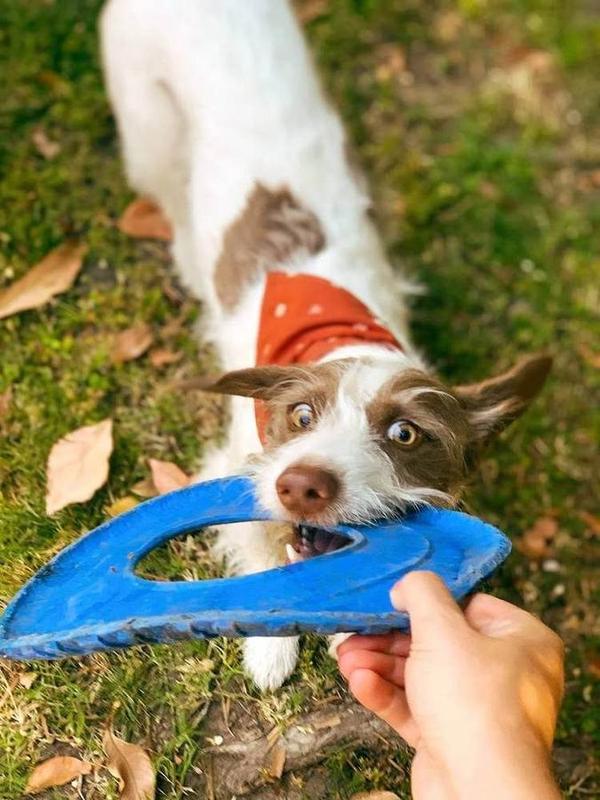 A Bella Paws Co. client pet in Orange County