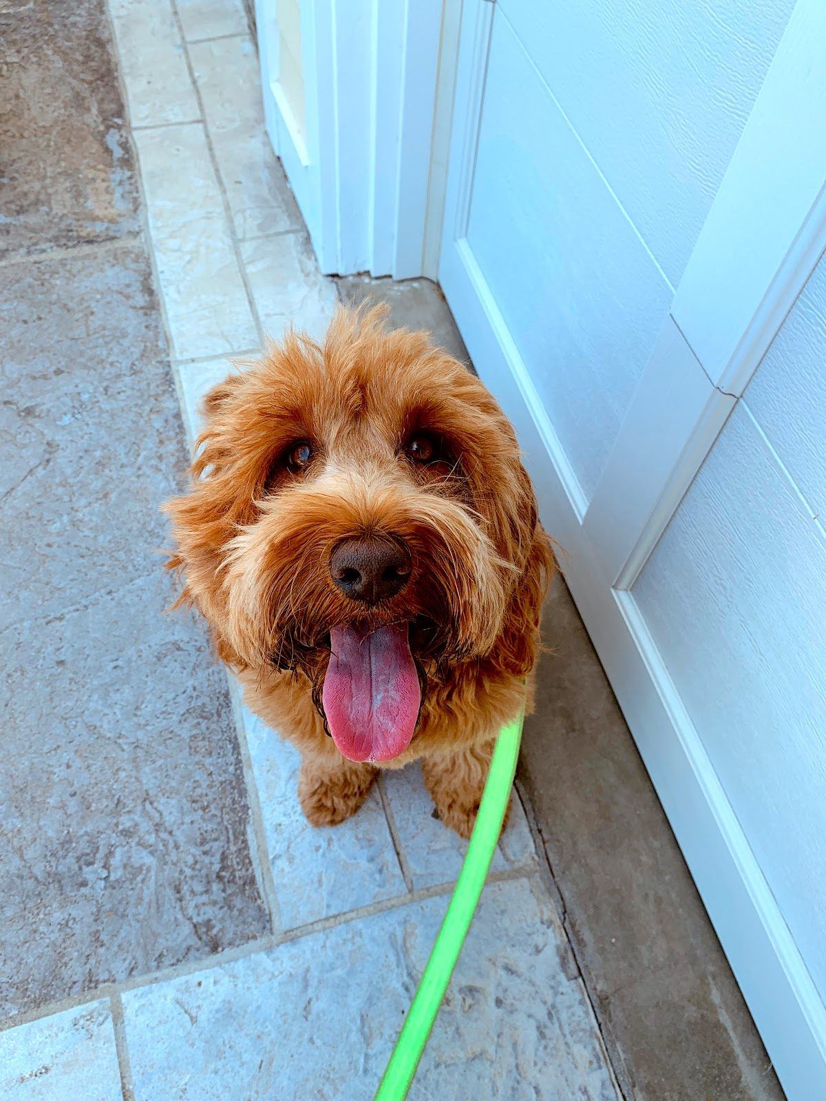 A Bella Paws Co. client pet in Orange County