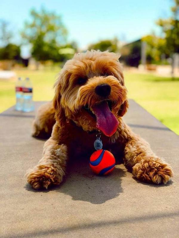 A Bella Paws Co. client pet in Orange County