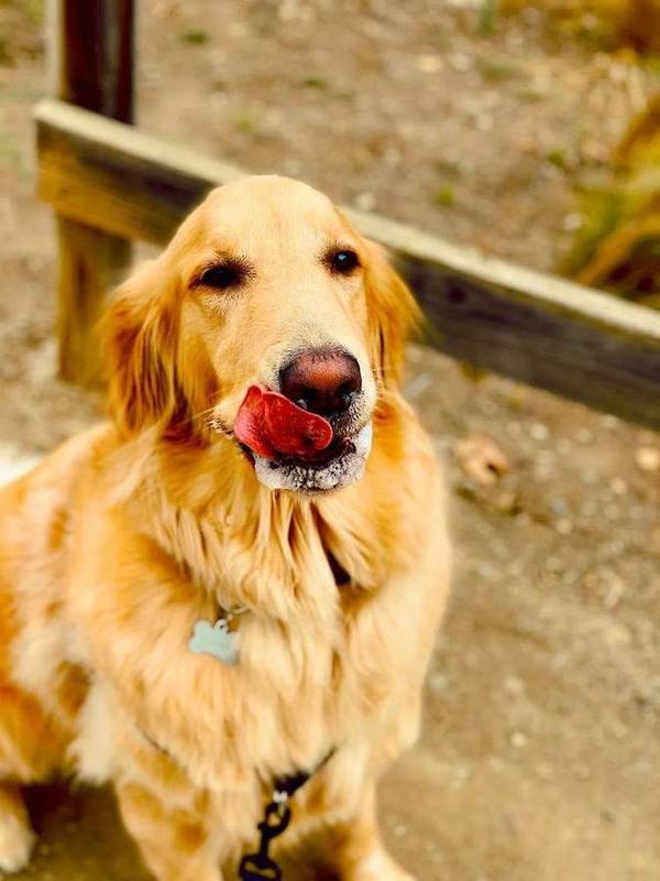 A Bella Paws Co. client pet in Orange County