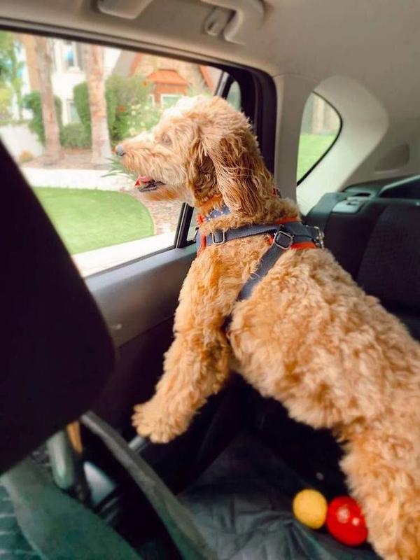 Safe rides to the vet, the groomer, and back home again.