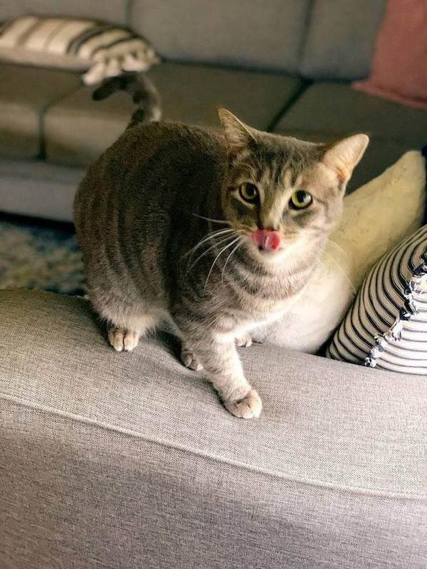 In-home visits for dogs, cats, and every other household pet.