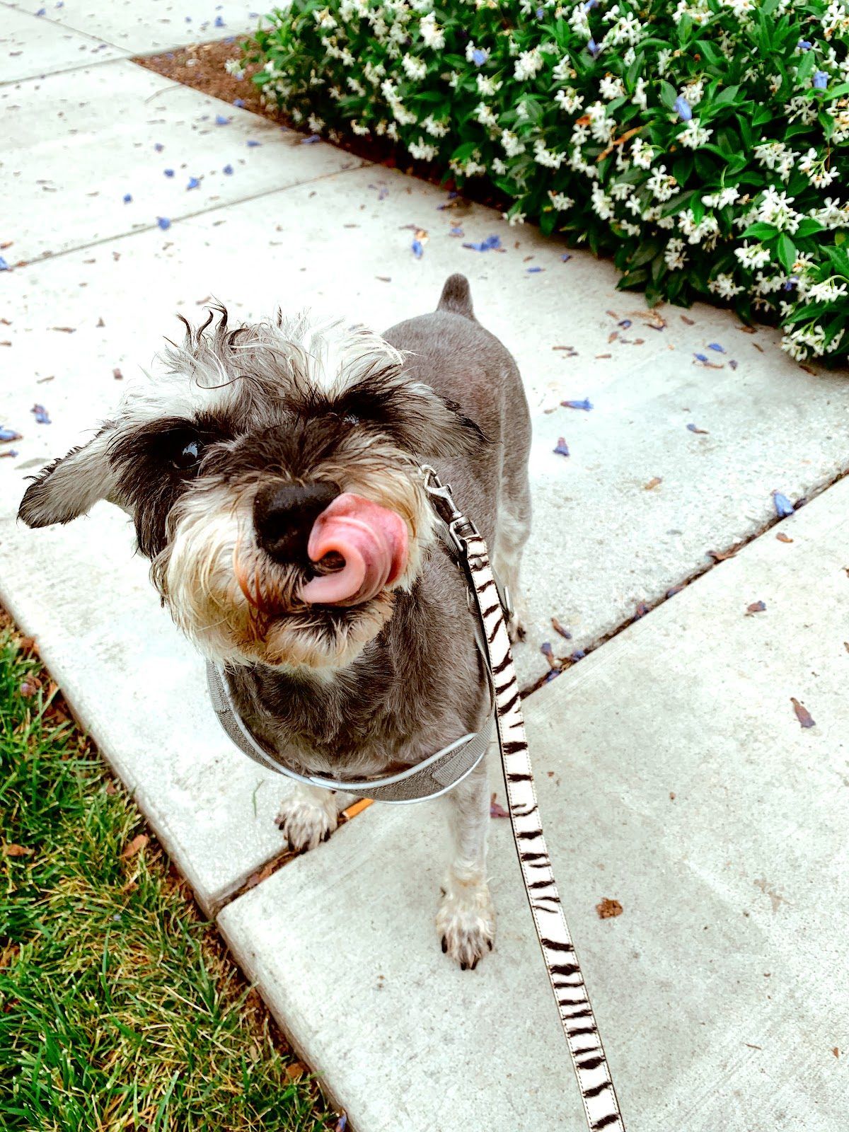 A Bella Paws Co. client pet in Orange County