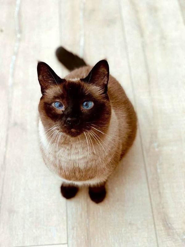 A Bella Paws Co. client pet in Orange County