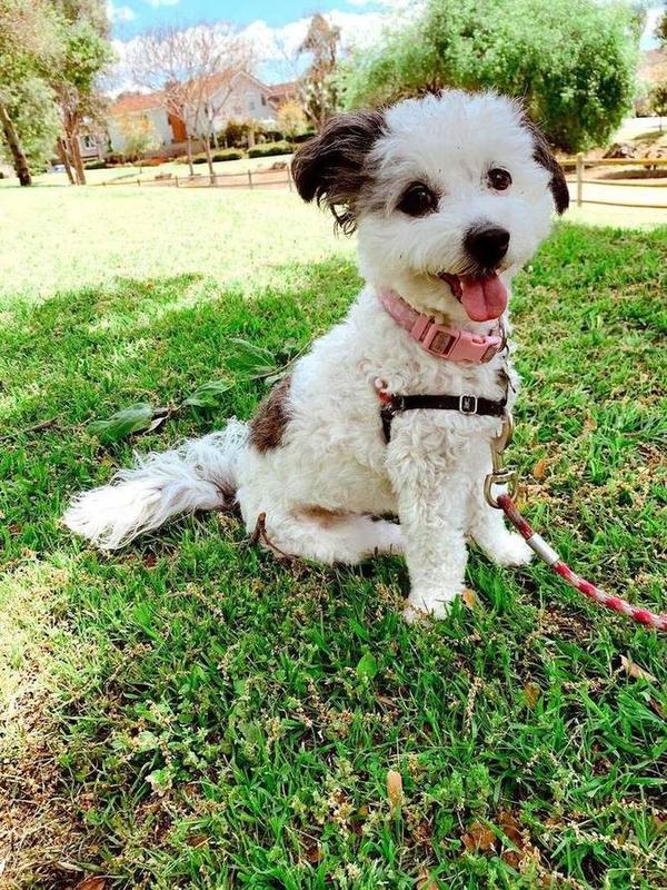 A Bella Paws Co. client pet in Orange County
