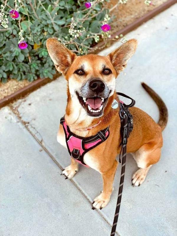 A Bella Paws Co. client pet in Orange County