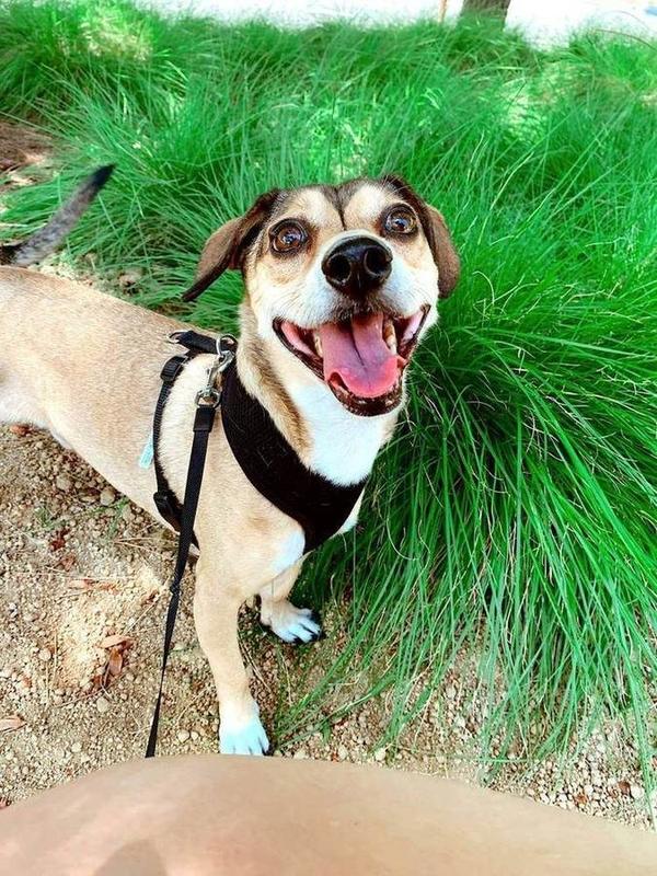 A Bella Paws Co. client pet in Orange County