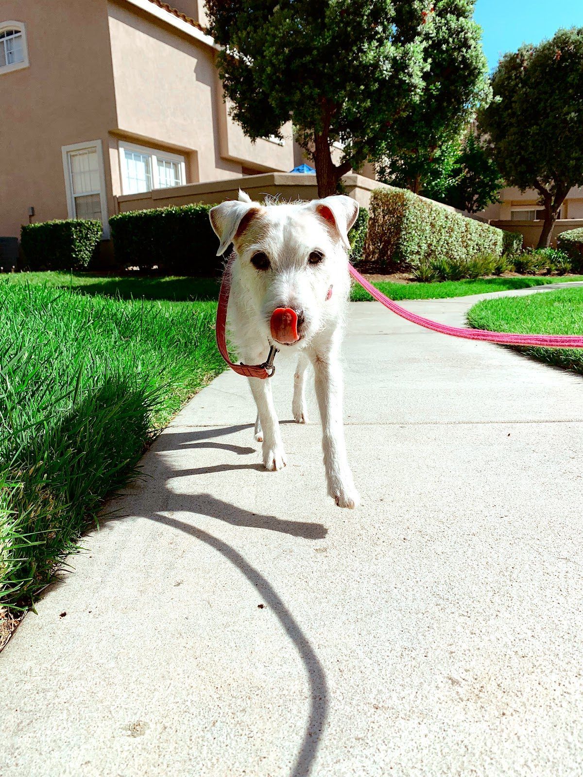 A Bella Paws Co. client pet in Orange County