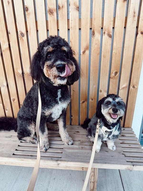 A Bella Paws Co. client pet in Orange County