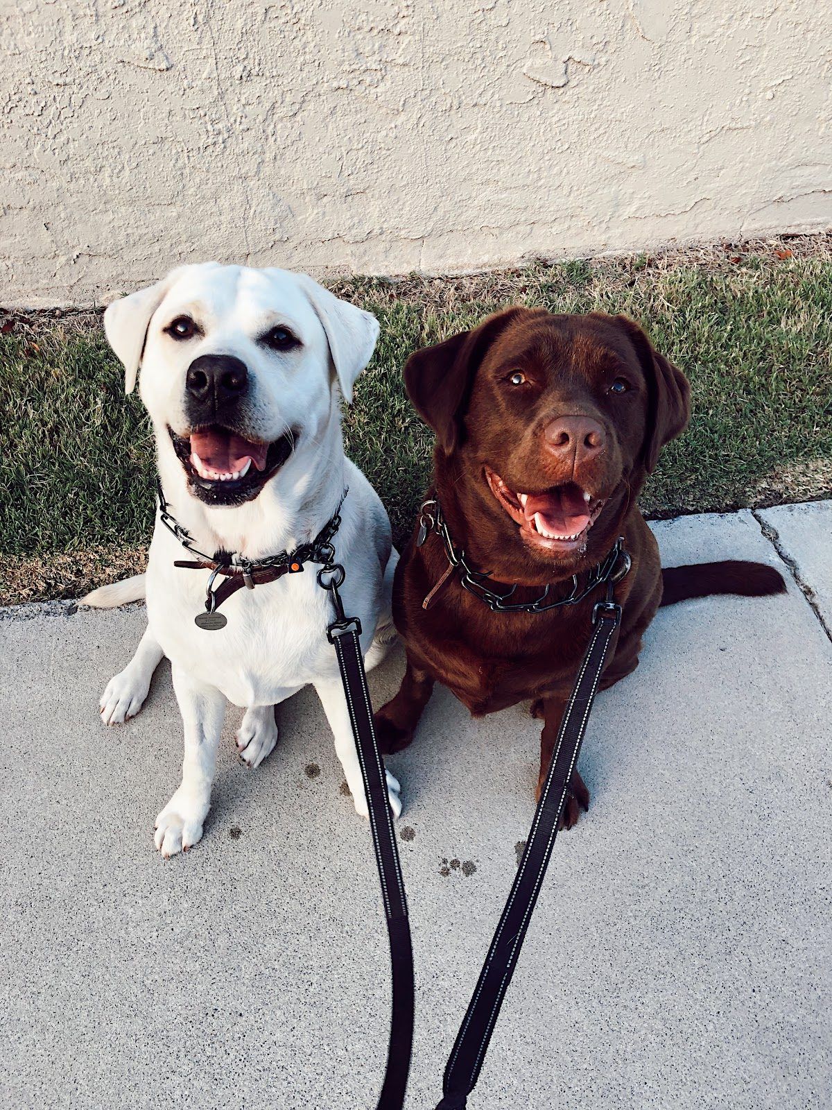 A Bella Paws walker out with three dogs on lead in Orange County