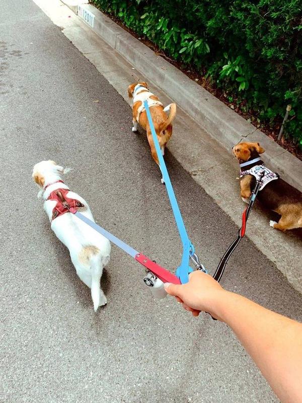 A Bella Paws Co. client pet in Orange County
