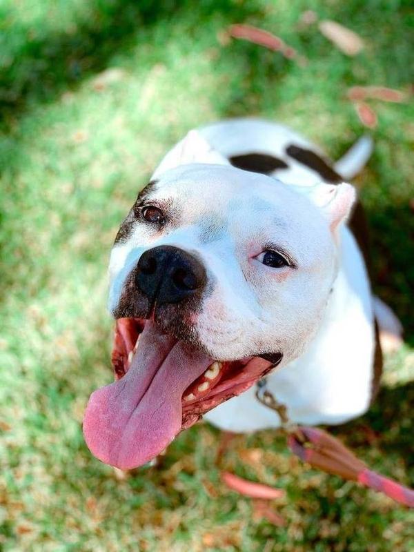 A Bella Paws Co. client pet in Orange County